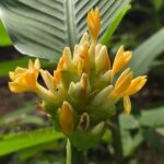listing image thumbnail with ID 94256