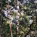 listing image thumbnail with ID 78438
