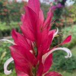 listing image thumbnail with ID 107457