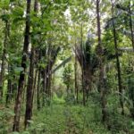 listing image thumbnail with ID 77383