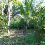 listing image thumbnail with ID 77019