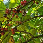 listing image thumbnail with ID 87325