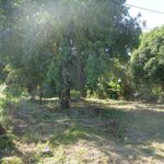 listing image thumbnail with ID 81695