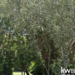 listing image thumbnail with ID 87228