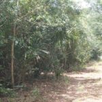 listing image thumbnail with ID 96625