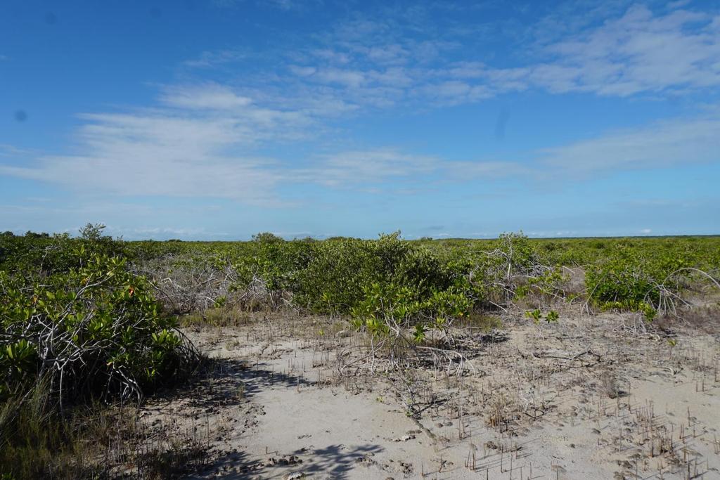 listing image with ID 101181