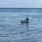 listing image thumbnail with ID 76433