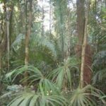 listing image thumbnail with ID 85061