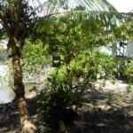 listing image thumbnail with ID 82834