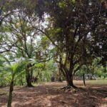 listing image thumbnail with ID 106611