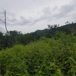 listing image thumbnail with ID 87267