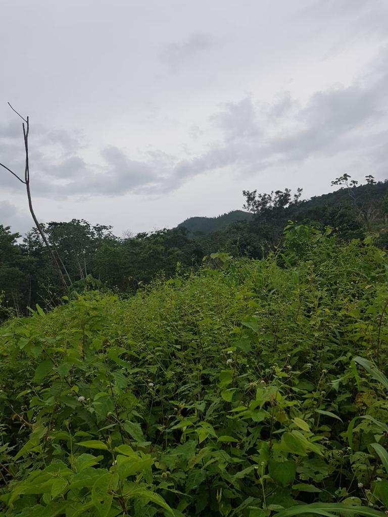 listing image with ID 87267