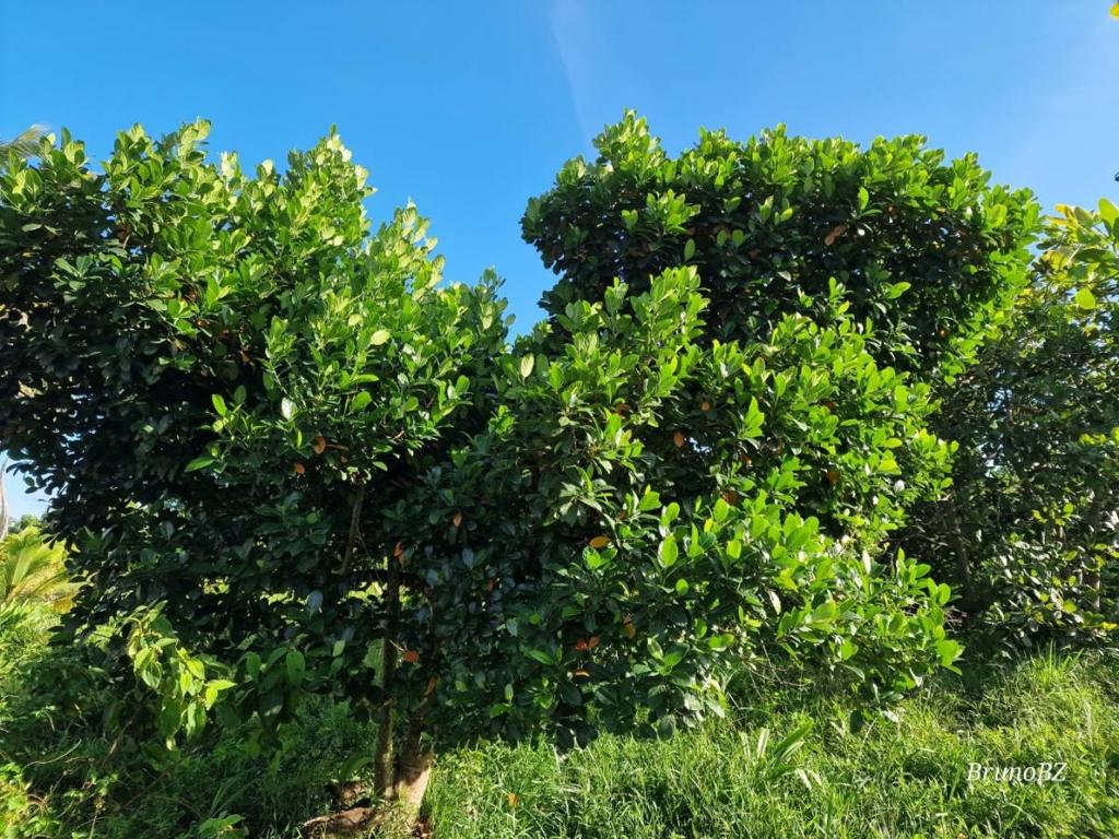 listing image with ID 101332