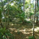 listing image thumbnail with ID 78539
