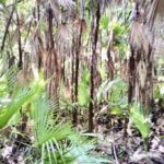 listing image thumbnail with ID 85292