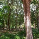 listing image thumbnail with ID 98468