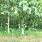 listing image thumbnail with ID 100262