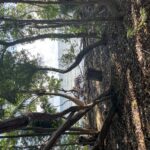listing image thumbnail with ID 98458