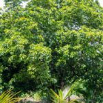 listing image thumbnail with ID 104703