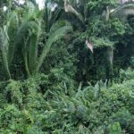 listing image thumbnail with ID 108063