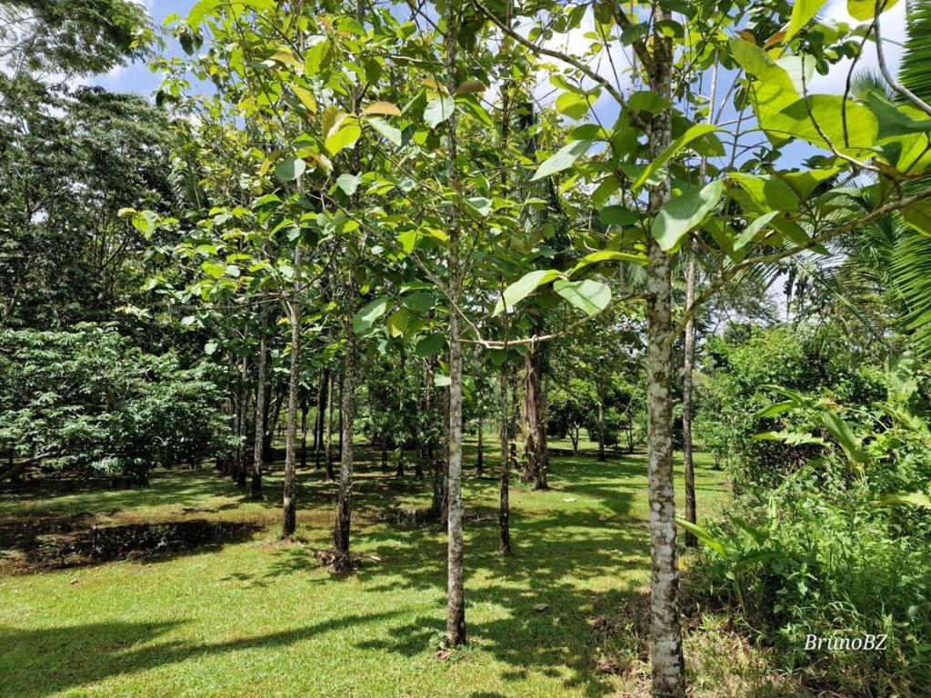 listing image with ID 106050