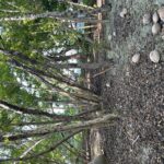 listing image thumbnail with ID 98457