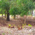 listing image thumbnail with ID 102724