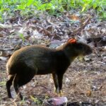 listing image thumbnail with ID 87766