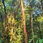 listing image thumbnail with ID 78431