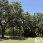 listing image thumbnail with ID 87223