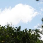 listing image thumbnail with ID 97738