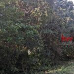 listing image thumbnail with ID 92842