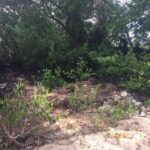listing image thumbnail with ID 94428