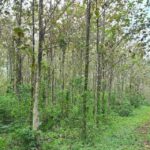 listing image thumbnail with ID 100261