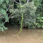 listing image thumbnail with ID 95845