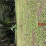 listing image thumbnail with ID 85934