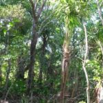 listing image thumbnail with ID 107230