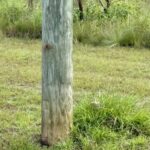 listing image thumbnail with ID 82579