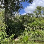 listing image thumbnail with ID 105229