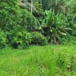 listing image thumbnail with ID 96594