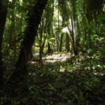 listing image thumbnail with ID 86742