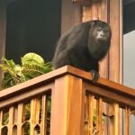 listing image thumbnail with ID 78507