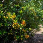 listing image thumbnail with ID 104711