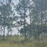 listing image thumbnail with ID 105187