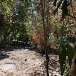 listing image thumbnail with ID 96784