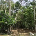 listing image thumbnail with ID 106992