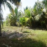 listing image thumbnail with ID 84711
