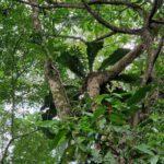 listing image thumbnail with ID 76820