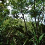 listing image thumbnail with ID 86752