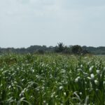 listing image thumbnail with ID 103247
